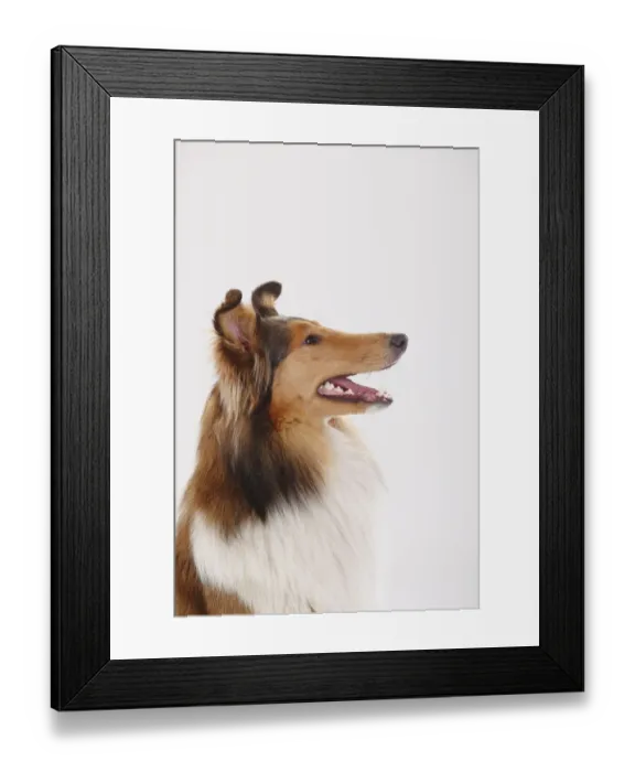 Framed Print : Rough Collie, sable-white male, portrait against white background Framed Print : Rough Collie, sable-white male, portrait against white background