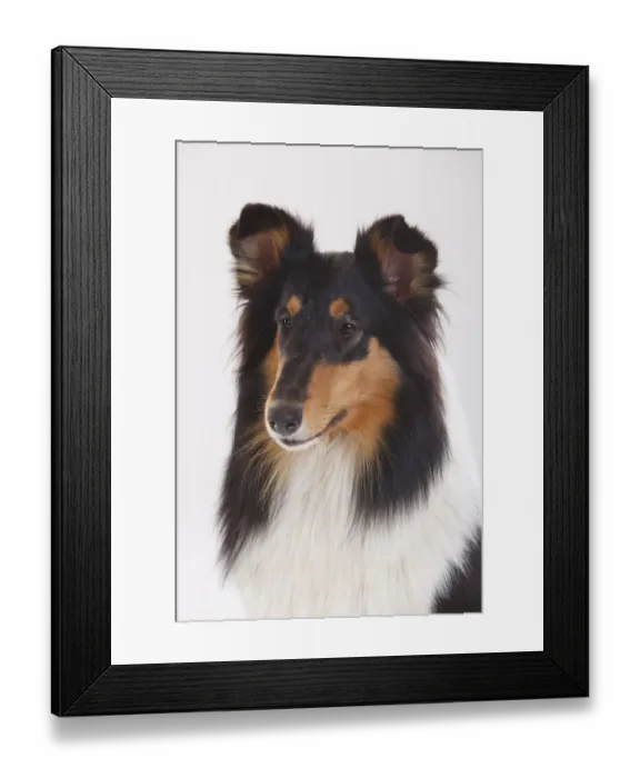 Framed Print : Rough Collie, tricolour bitch portrait against white background Framed Print : Rough Collie, tricolour bitch portrait against white background