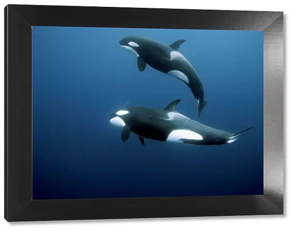 Orcas  /  Killer whales (Orcinus orca) swimming in open water, Three Kings Islands, New Zealand