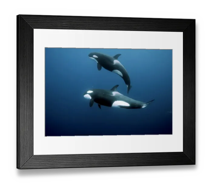 Framed Print : Orcas / Killer whales (Orcinus orca) swimming in open water, Three Kings Islands, New Zealand Framed Print : Orcas / Killer whales (Orcinus orca) swimming in open water, Three Kings Islands, New Zealand