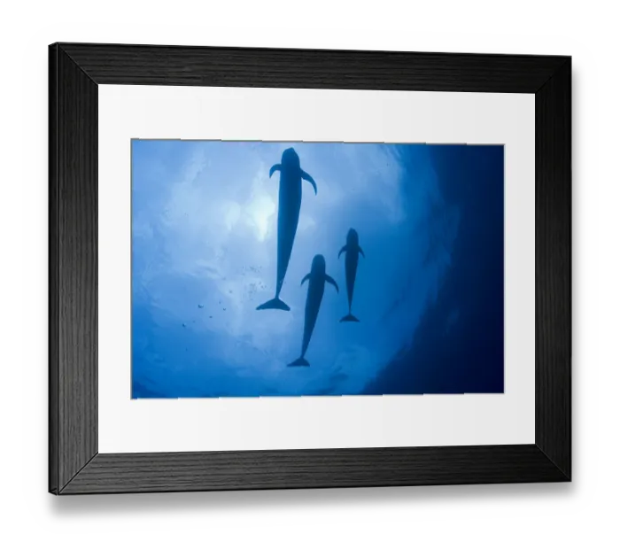 Framed Print : Three Short-finned pilot whales (Globicephala macrorhynchus) close to the surface against the light Framed Print : Three Short-finned pilot whales (Globicephala macrorhynchus) close to the surface against the light