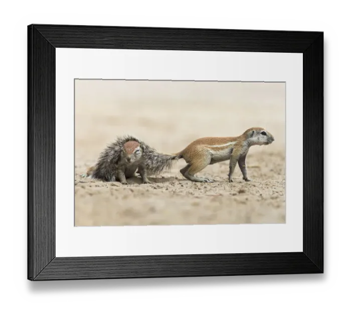 Framed Print : Ground squirrels (Xerus inauris ) one with its tail over the back of another, Kgalagadi Framed Print : Ground squirrels (Xerus inauris ) one with its tail over the back of another, Kgalagadi