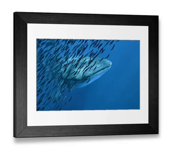 Framed Print : Whale shark (Rhincodon typus) with shoal of anchovies staying near to avoid predation Framed Print : Whale shark (Rhincodon typus) with shoal of anchovies staying near to avoid predation