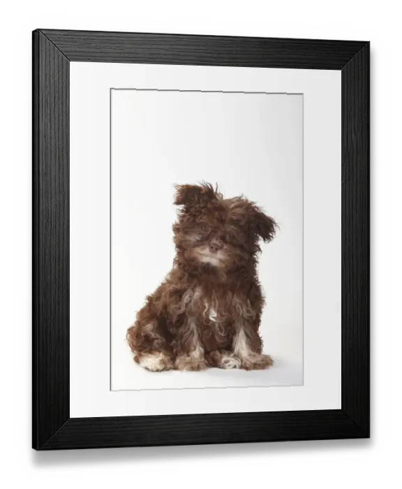 Framed Print : Bolonka Zwetna, puppy age 3 months, portrait against white background Framed Print : Bolonka Zwetna, puppy age 3 months, portrait against white background