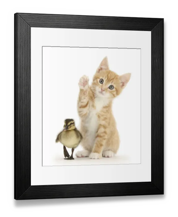 Framed Print : Ginger kitten, Tom, age 8 weeks reaching up a paw with a mallard duckling in front Framed Print : Ginger kitten, Tom, age 8 weeks reaching up a paw with a mallard duckling in front