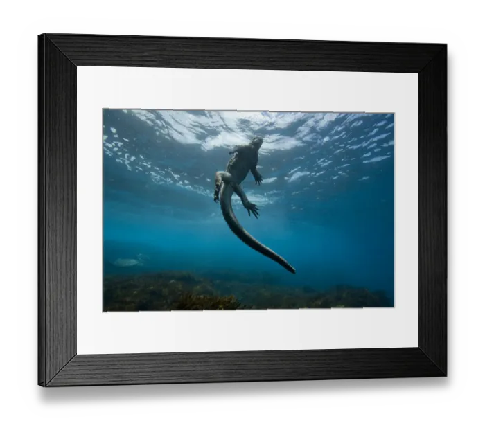 Framed Print : Marine iguana (Amblyrhynchus cristatus) swimming back to the surface, Galapagos Framed Print : Marine iguana (Amblyrhynchus cristatus) swimming back to the surface, Galapagos