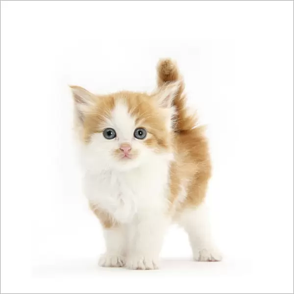 Ginger and white kitten looking at camera