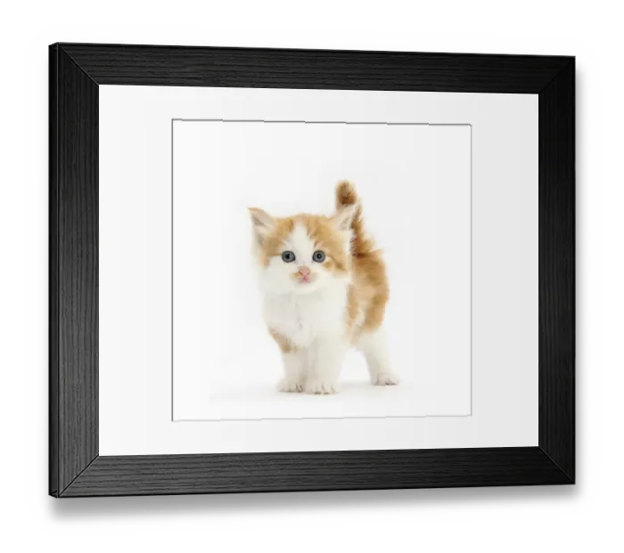 Framed Print : Ginger and white kitten looking at camera Framed Print : Ginger and white kitten looking at camera