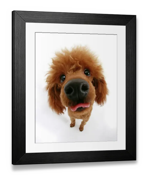 Framed Print : Red toy poodle looking up at camera an sticking out tongue Framed Print : Red toy poodle looking up at camera an sticking out tongue