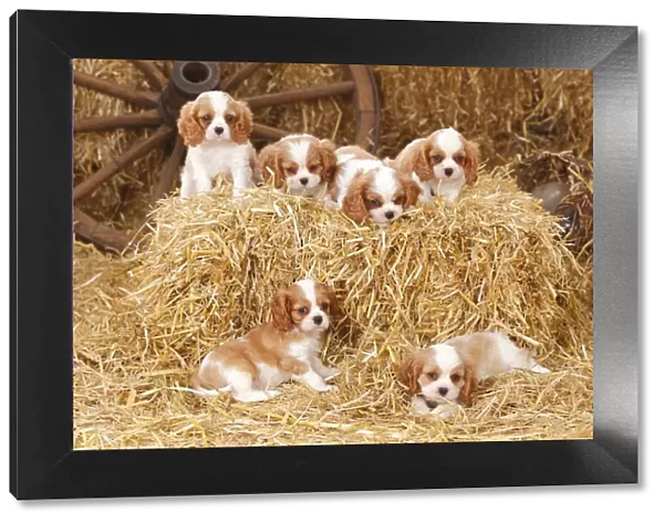 Cavalier King Charles Spaniel, puppies with blenheim colouration, resting in straw