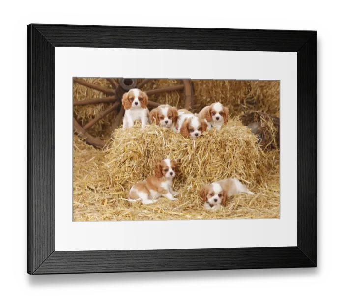 Framed Print : Cavalier King Charles Spaniel, puppies with blenheim colouration, resting in straw Framed Print : Cavalier King Charles Spaniel, puppies with blenheim colouration, resting in straw