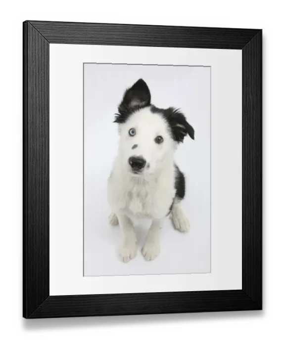 Framed Print : Black and white Border Collie puppy, sitting and looking up Framed Print : Black and white Border Collie puppy, sitting and looking up