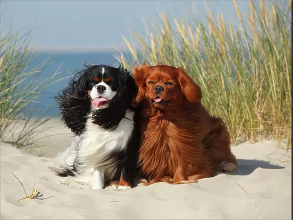 Cavalier King Charles Spaniels with tricolor and ruby colourations on beach, Texel