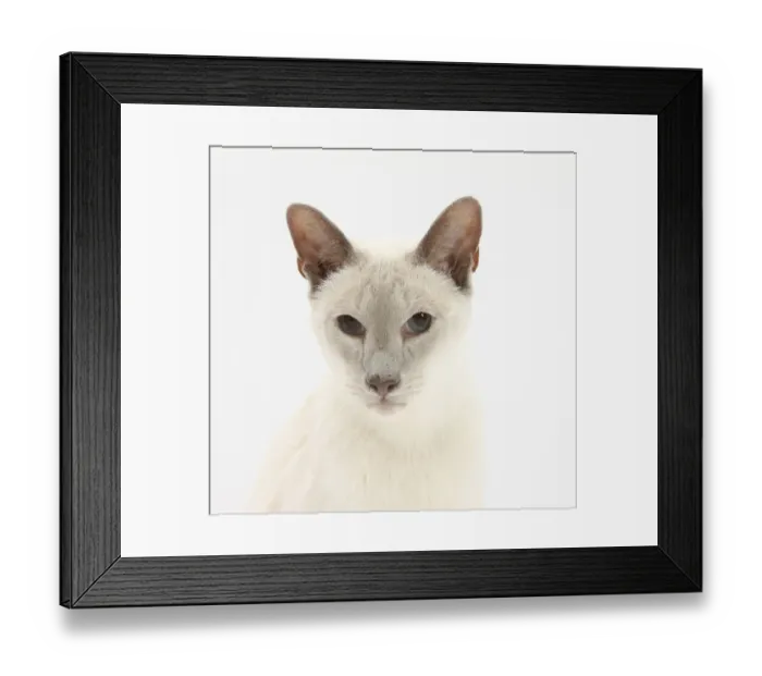 Framed Print : Blue point Siamese cat, Jacob, 9 years Framed Print : Blue point Siamese cat, Jacob, 9 years