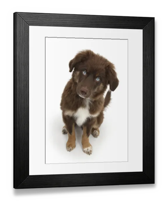Framed Print : Chocolate blue eyed Mini American Shepherd puppy