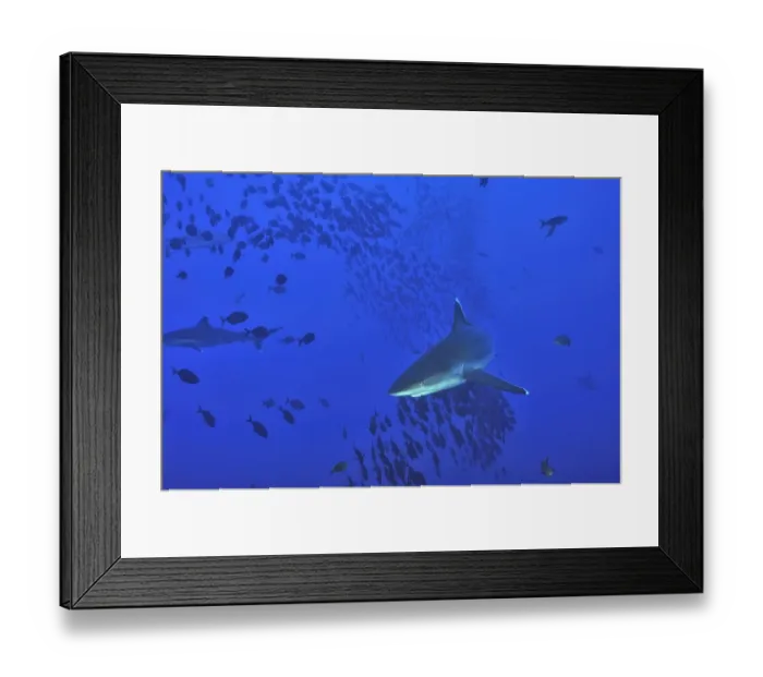 Framed Print : Silvertip sharks (Carcharhinus albimarginatus) in open water, Revillagigedo islands, Mexico Framed Print : Silvertip sharks (Carcharhinus albimarginatus) in open water, Revillagigedo islands, Mexico