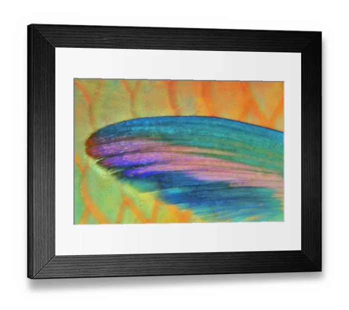 Framed Print : Detail of the pectoral fin of Roundhead parrotfish (Scarus viridifucatus) coast of Dhofar Framed Print : Detail of the pectoral fin of Roundhead parrotfish (Scarus viridifucatus) coast of Dhofar