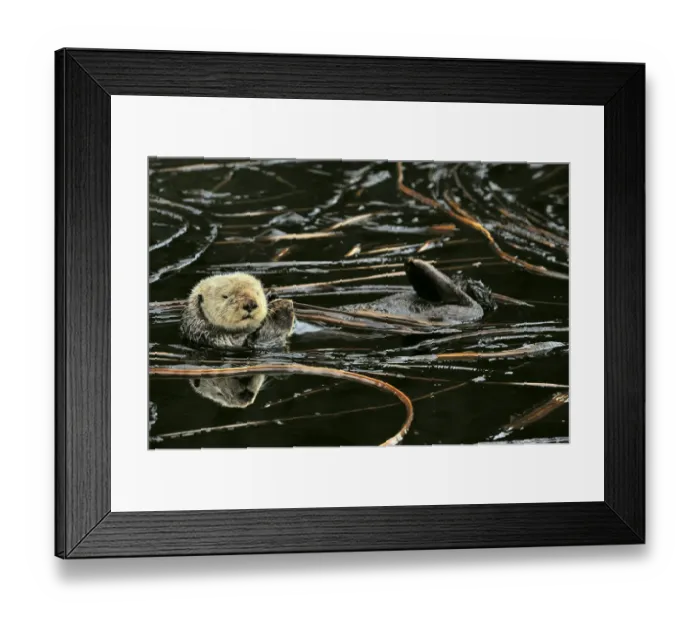 Framed Print : Sea otter (Enhydra lutris) floating on its back at surface among kelp, Alaska, USA Framed Print : Sea otter (Enhydra lutris) floating on its back at surface among kelp, Alaska, USA
