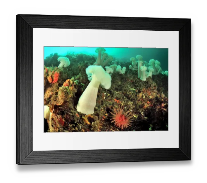 Framed Print : Field of Giant plumrose anemones (Metridium giganteum) with a Snakelock anemone / Framed Print : Field of Giant plumrose anemones (Metridium giganteum) with a Snakelock anemone /