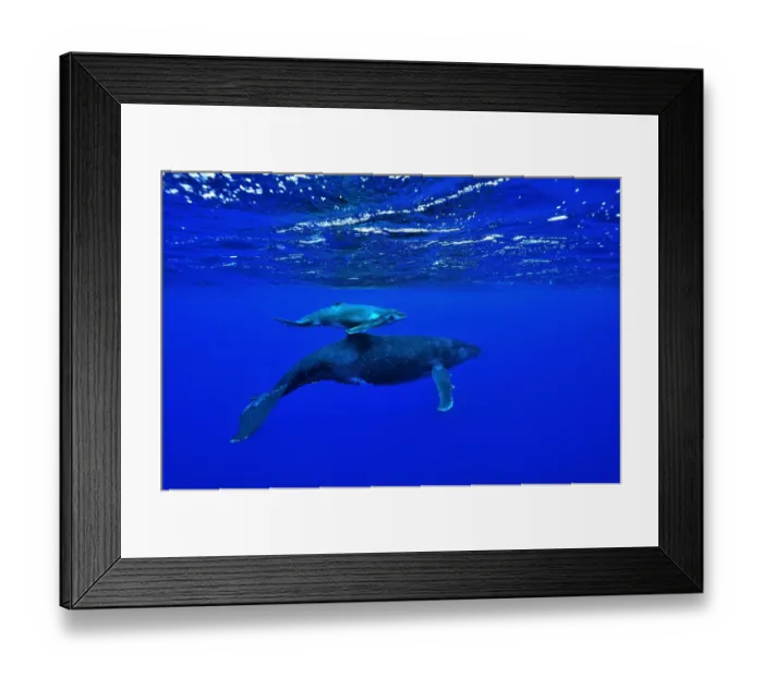 Framed Print : Female humpback whale (Megaptera novaeangliae) with its very young calf at the surface Framed Print : Female humpback whale (Megaptera novaeangliae) with its very young calf at the surface