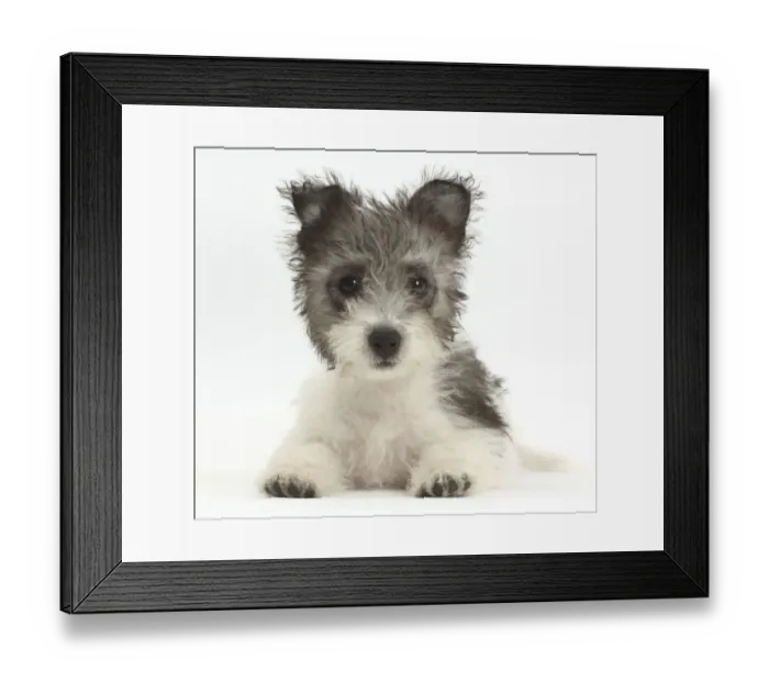 Framed Print : Jack Russell x Westie puppy age 12 weeks Framed Print : Jack Russell x Westie puppy age 12 weeks