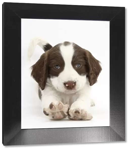 Working English Springer Spaniel puppy, 6 weeks, in play bow