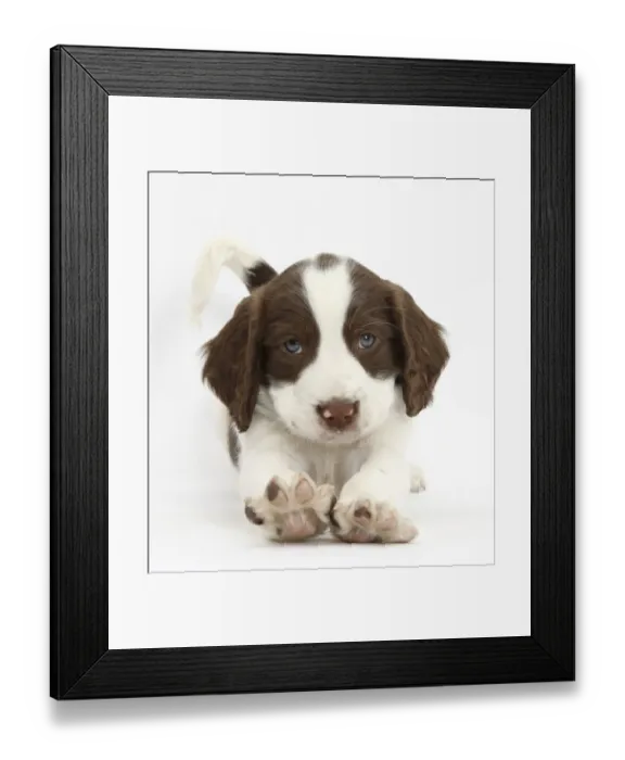 Framed Print : Working English Springer Spaniel puppy, 6 weeks, in play bow Framed Print : Working English Springer Spaniel puppy, 6 weeks, in play bow