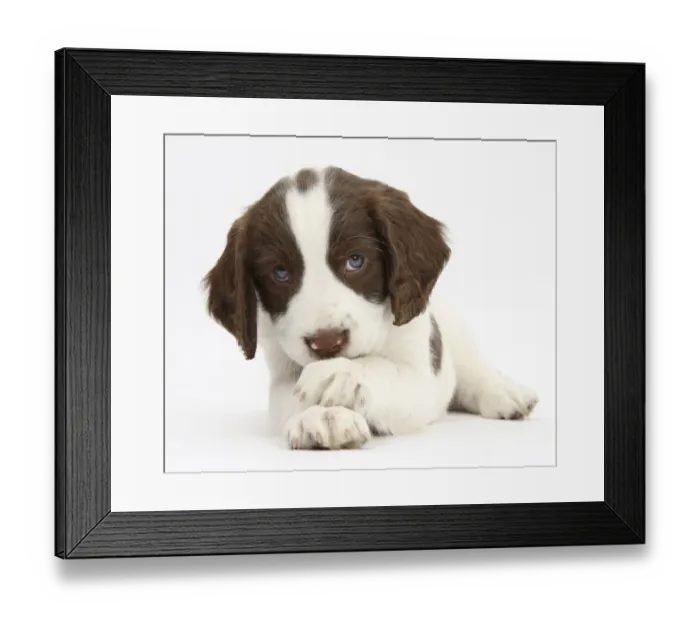 Framed Print : Working English Springer Spaniel puppy, 6 weeks, lying with crossed paws Framed Print : Working English Springer Spaniel puppy, 6 weeks, lying with crossed paws
