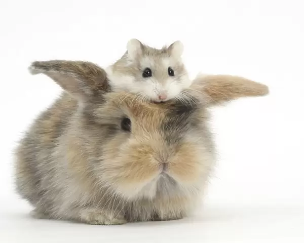 Baby rabbit with a Roborovski Hamster (Phodopus roborovskii) sitting on its head