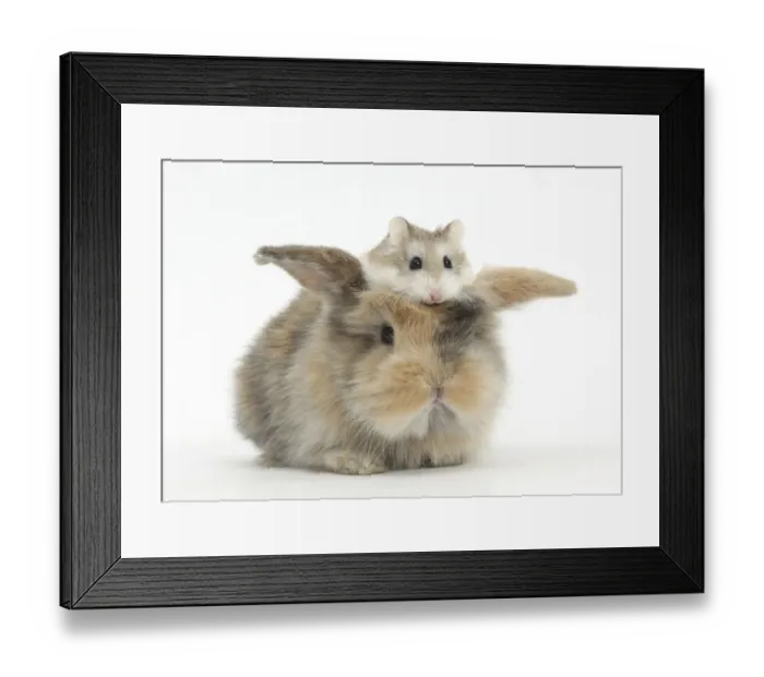 Framed Print : Baby rabbit with a Roborovski Hamster (Phodopus roborovskii) sitting on its head Framed Print : Baby rabbit with a Roborovski Hamster (Phodopus roborovskii) sitting on its head