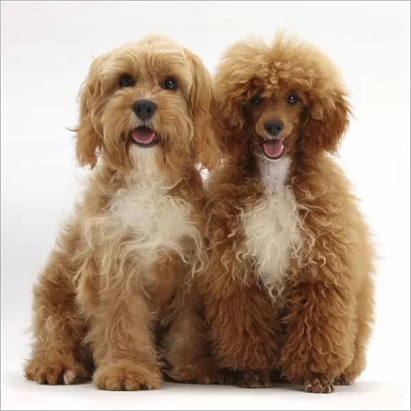 Cavalier King Charles Spaniel x Poodle Cavapoo and red toy Poodle