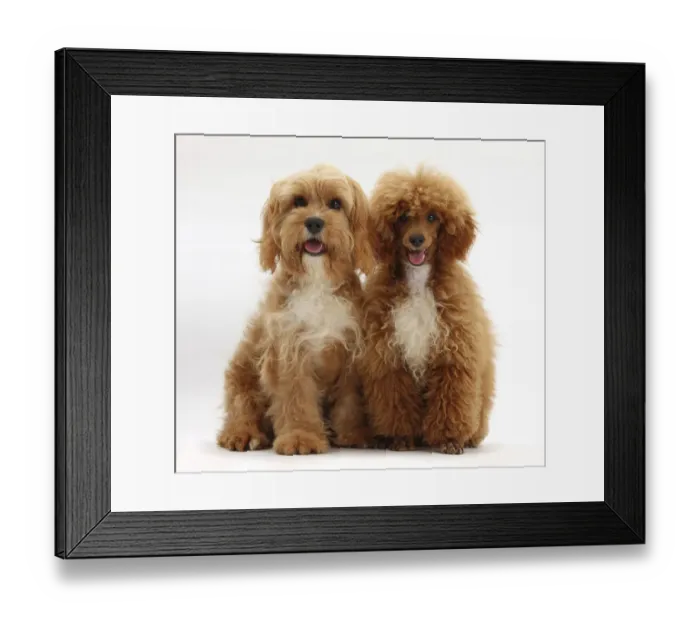 Framed Print : Cavalier King Charles Spaniel x Poodle Cavapoo and red toy Poodle Framed Print : Cavalier King Charles Spaniel x Poodle Cavapoo and red toy Poodle