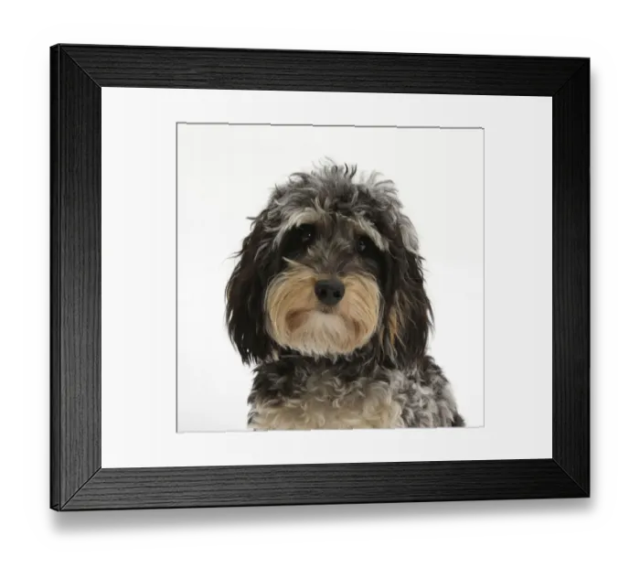 Framed Print : Tricolour merle Dachshund x Poodle Daxie doodle dog Framed Print : Tricolour merle Dachshund x Poodle Daxie doodle dog