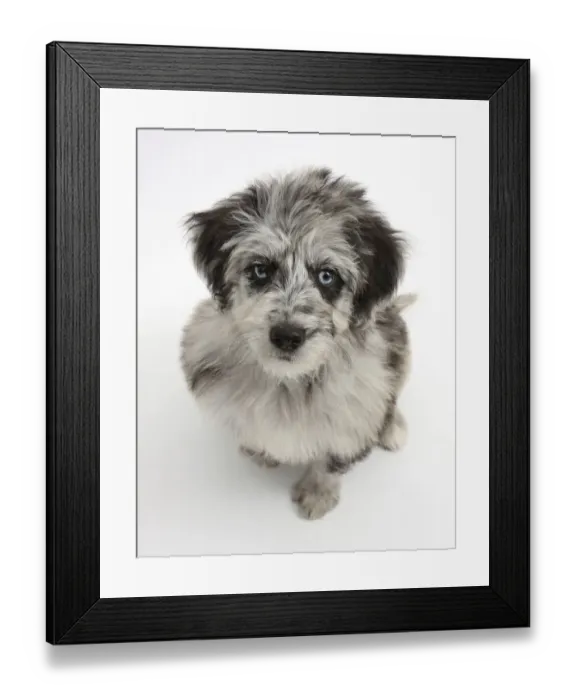 Framed Print : Blue merle Collie x Poodle Cadoodle puppy looking up Framed Print : Blue merle Collie x Poodle Cadoodle puppy looking up