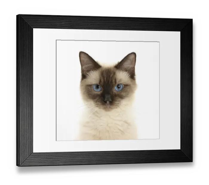 Framed Print : Birman cross cat with blue eyes, face portrait Framed Print : Birman cross cat with blue eyes, face portrait