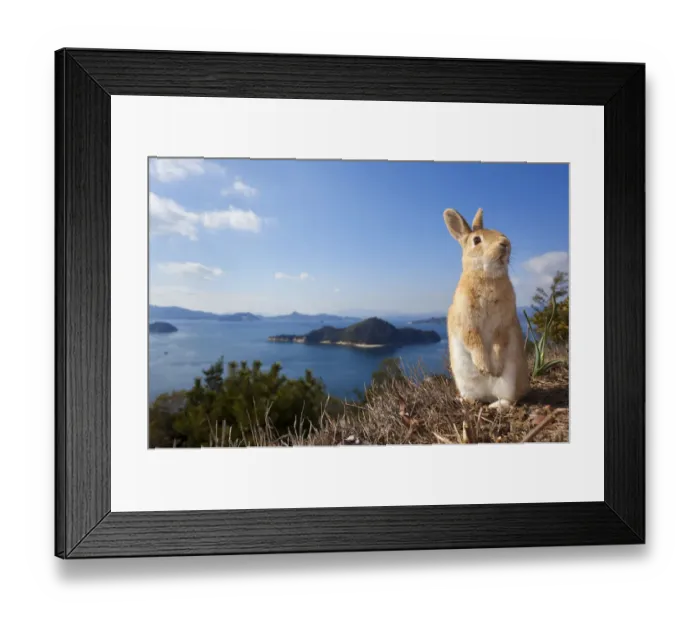 Framed Print : Feral domestic rabbit (Oryctolagus cuniculus) standing on hind legs on coast, Okunojima Island Framed Print : Feral domestic rabbit (Oryctolagus cuniculus) standing on hind legs on coast, Okunojima Island
