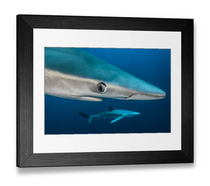 Framed Print : Blue shark (Prionace glauca) close up, Azores, Portugal Framed Print : Blue shark (Prionace glauca) close up, Azores, Portugal