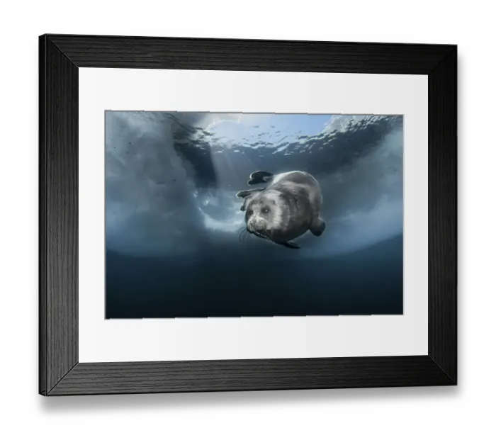 Framed Print : Young Baikal seal (Pusa sibirica) at breathing hole. Lake Baikal, Russia, April Framed Print : Young Baikal seal (Pusa sibirica) at breathing hole. Lake Baikal, Russia, April