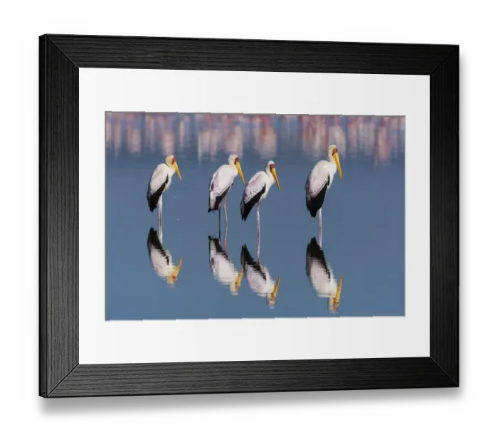 Framed Print : Four Yellow-billed storks (Mycteria ibis) standing in water, Lake Nakuru, Nakuru National Park Framed Print : Four Yellow-billed storks (Mycteria ibis) standing in water, Lake Nakuru, Nakuru National Park