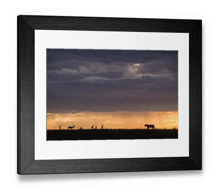 Framed Print : Lioness (Panthera leo) and Thomsons gazelles (Eudorcas thomsonii) silhouetted at sunset Framed Print : Lioness (Panthera leo) and Thomsons gazelles (Eudorcas thomsonii) silhouetted at sunset