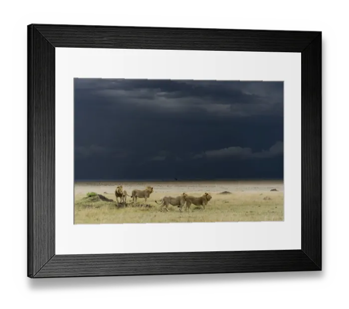 Framed Print : Coalition of male Lions (Panthera leo) in grassland before storm, Masai-Mara game reserve Framed Print : Coalition of male Lions (Panthera leo) in grassland before storm, Masai-Mara game reserve