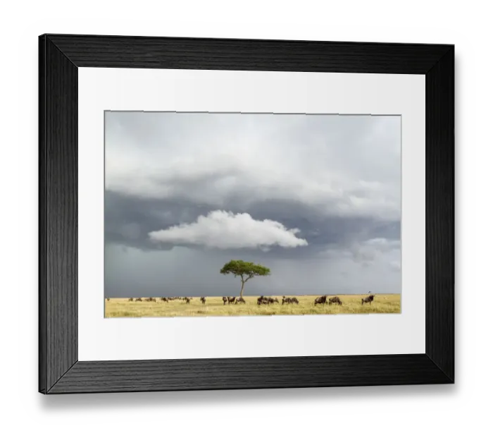 Framed Print : Wildebeest (Connochaetes taurinus) herd below stormy sky during migration, Masai-Mara game reserve Framed Print : Wildebeest (Connochaetes taurinus) herd below stormy sky during migration, Masai-Mara game reserve