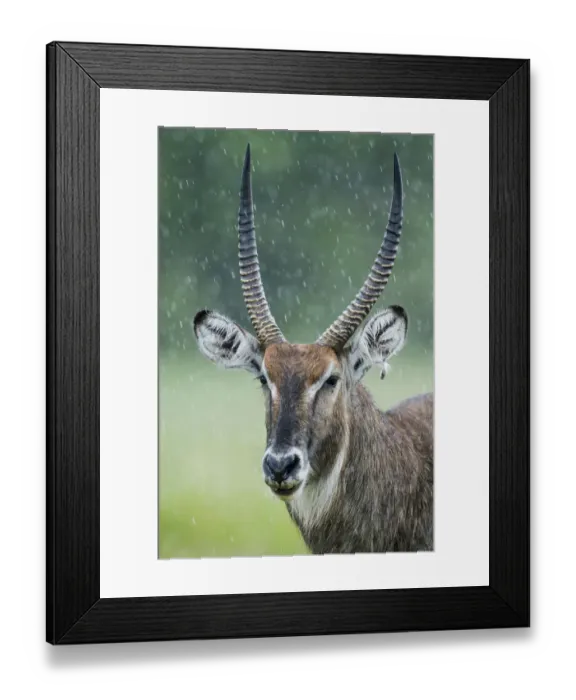 Framed Print : Portrait of male Waterbuck (Kobus ellipsiprymnus) in the rain, Masai-Mara game reserve Framed Print : Portrait of male Waterbuck (Kobus ellipsiprymnus) in the rain, Masai-Mara game reserve