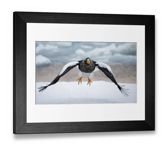 Framed Print : Stellers Eagle (Haliaeteus pelagicus) in flight over snow, Hokkaido, Japan, February