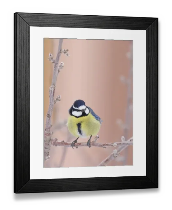 Framed Print : African Blue tit (Cyanistes teneriffae) Morocco, February Framed Print : African Blue tit (Cyanistes teneriffae) Morocco, February