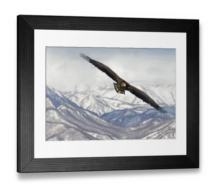 Framed Print : White-tailed Eagle (Haliaeetus albicilla) in flight with mountains in background Framed Print : White-tailed Eagle (Haliaeetus albicilla) in flight with mountains in background