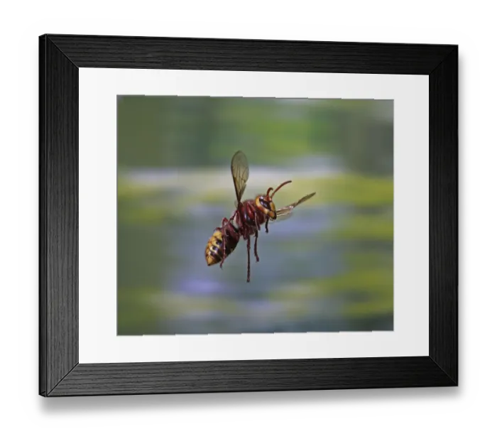 Framed Print : European hornet (Vespa crabro) worker in flight, Surrey, England, August Framed Print : European hornet (Vespa crabro) worker in flight, Surrey, England, August