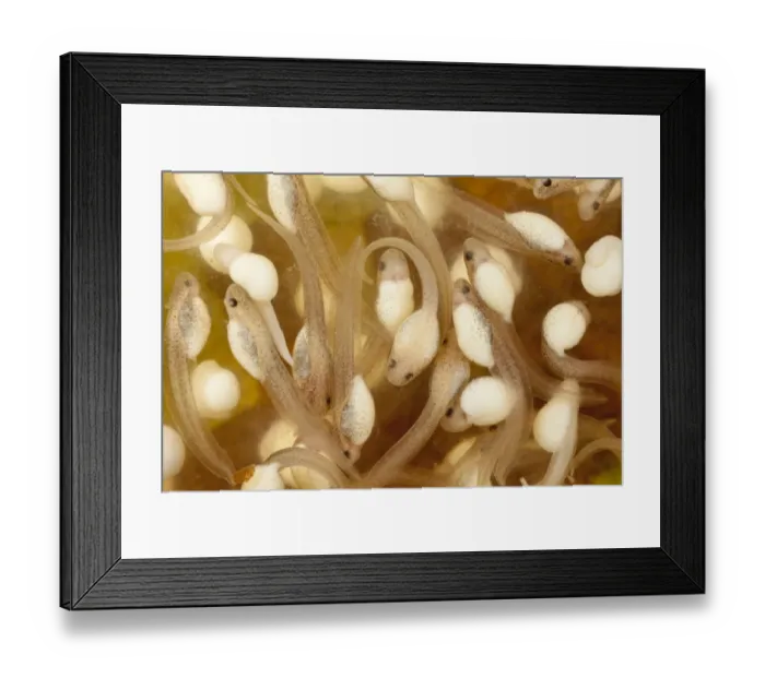 Framed Print : Spotted reed frog (Hyperolius pucticulatus) tadpoles, captive, endemic to Tanzania Framed Print : Spotted reed frog (Hyperolius pucticulatus) tadpoles, captive, endemic to Tanzania