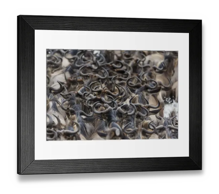 Framed Print : Rear view of Wildebeest (Connochaetes taurinus) herd crossing the Mara river, Masai-Mara Framed Print : Rear view of Wildebeest (Connochaetes taurinus) herd crossing the Mara river, Masai-Mara