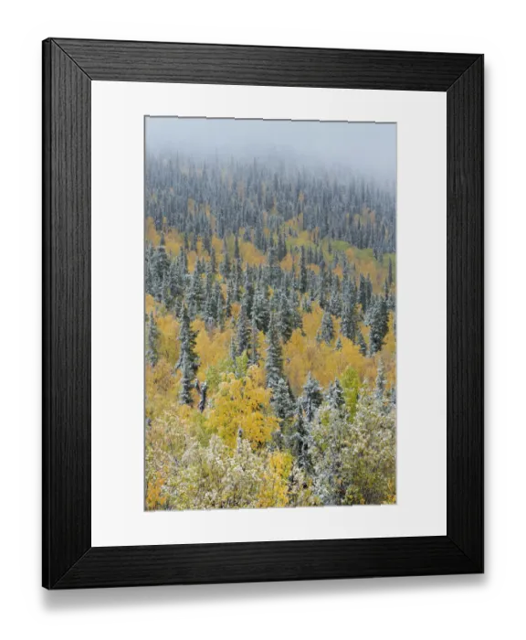 Framed Print : Quaking aspen trees (Populus tremuloides) and conifers with dusting of snow, Dome Framed Print : Quaking aspen trees (Populus tremuloides) and conifers with dusting of snow, Dome